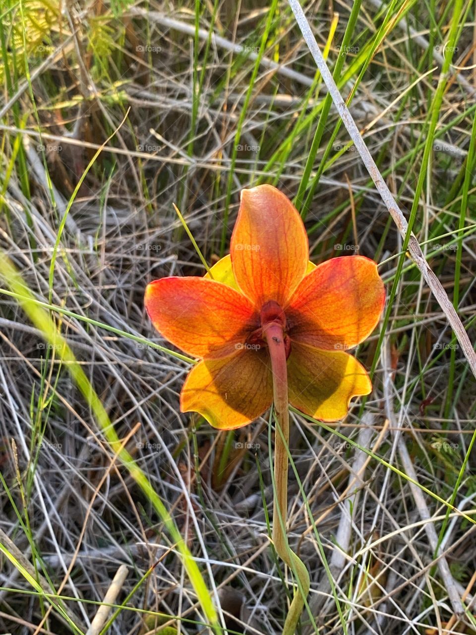 Northern pitcher plant 