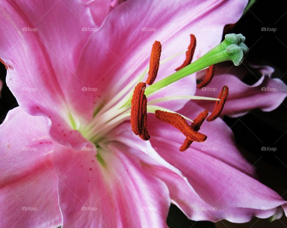 Lily, Lillium, flowering plant, lillies, bulbs, petals, stamens,