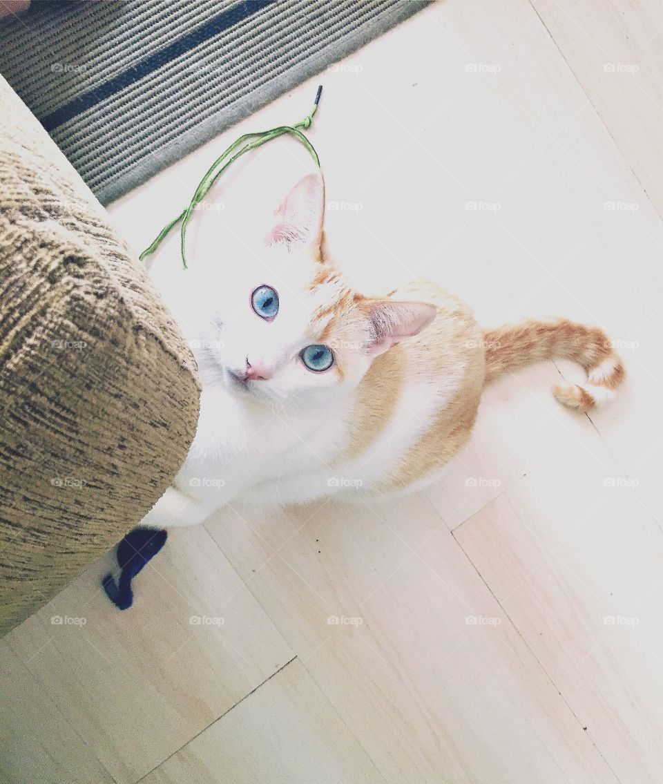 Cute cat looking up