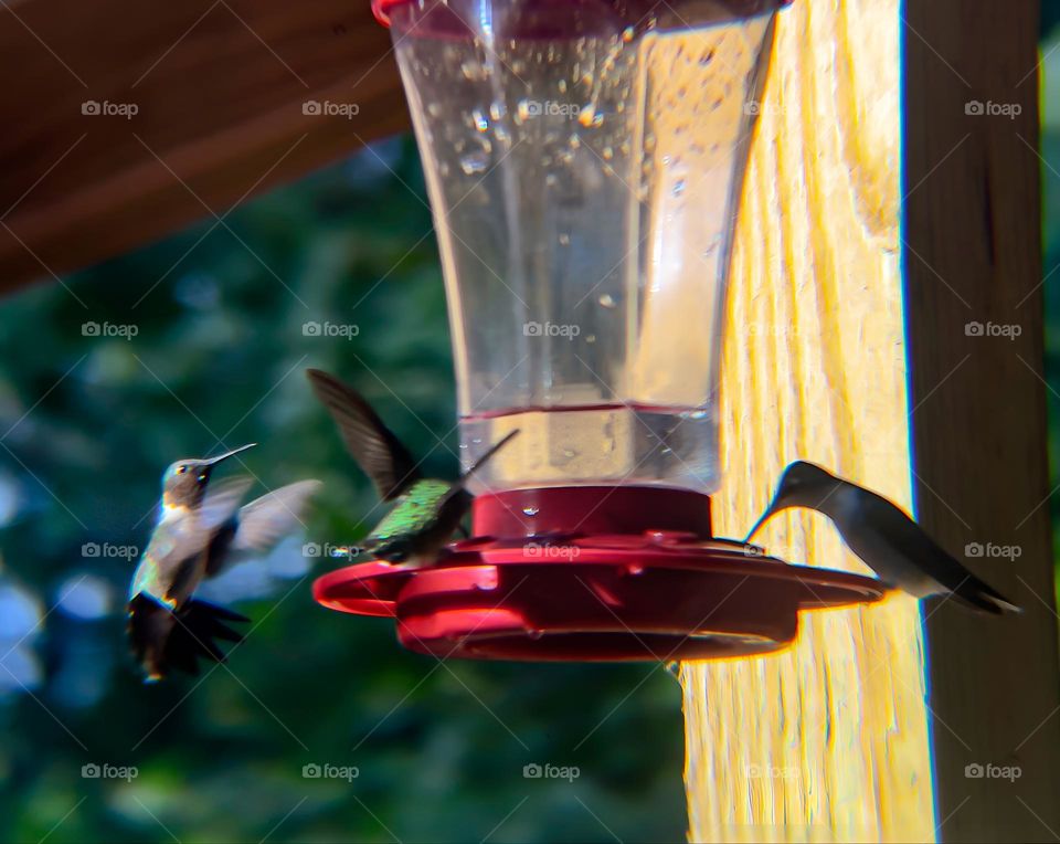 Hummingbirds gathering around for their water cooler conversation.