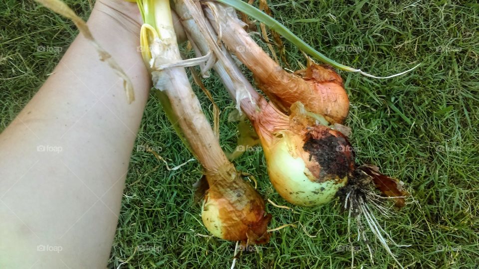 Harvesting homegrown organic onions