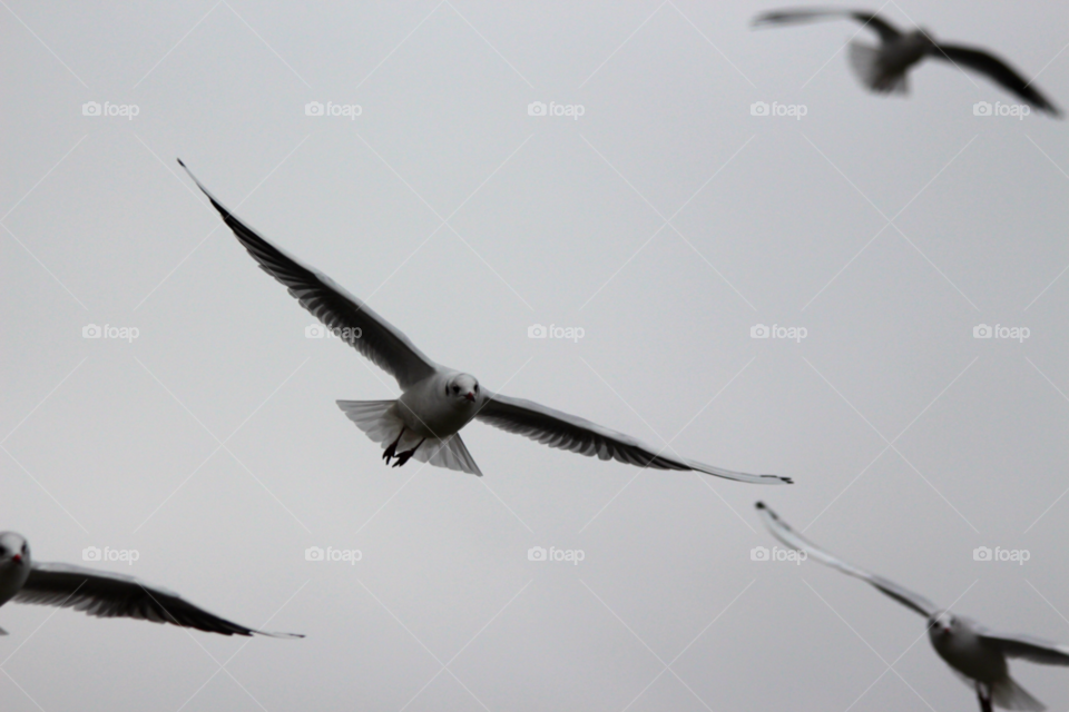 winter birds flying flight by wickerman6666