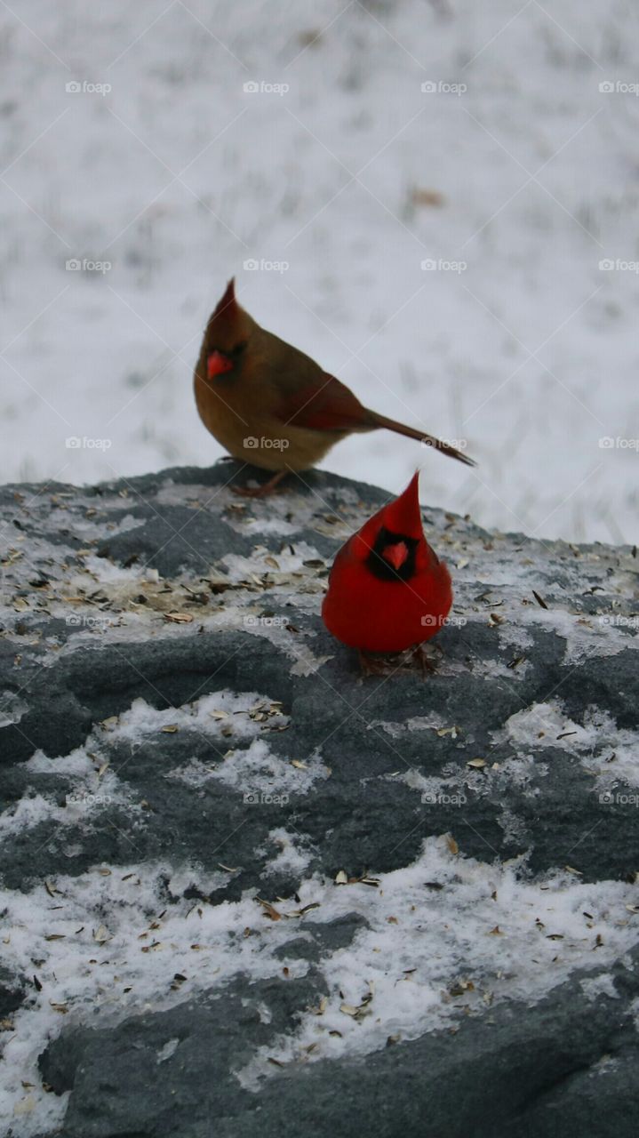 cardinals in snow