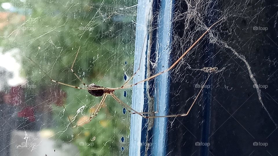 a spider contemplating the future (or dinner who knows)