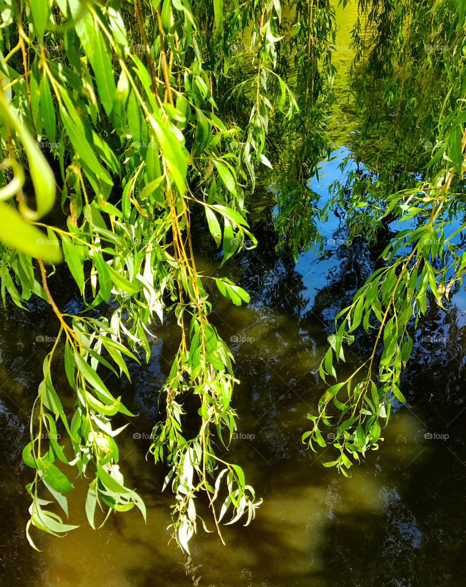 Weeping willow