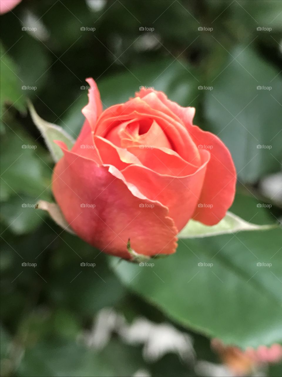 Peachy orange rose bud