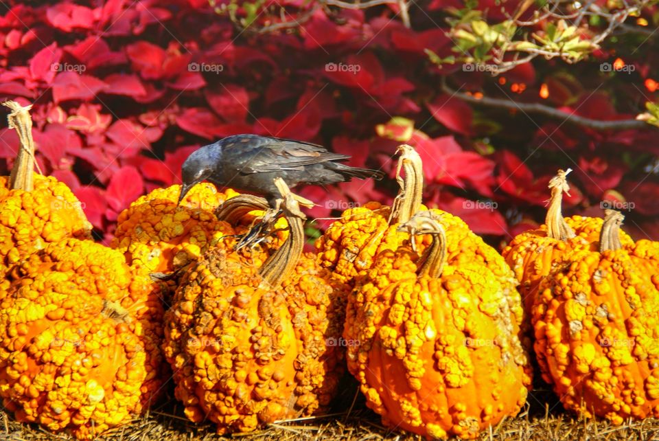 Bird on pumpkins 