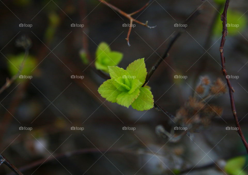 Spring Bud