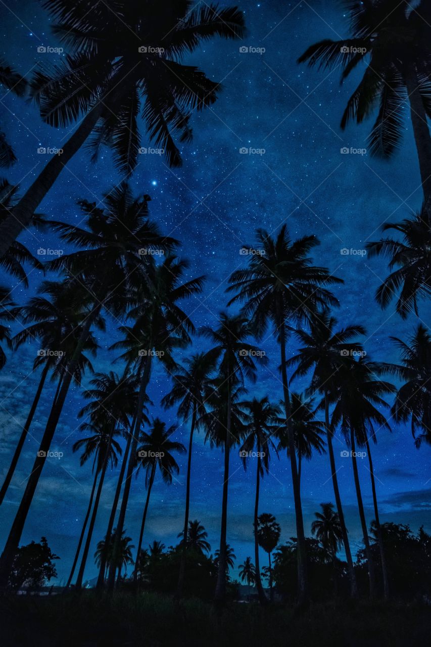 Beauty star above coconut at LoJak port, Koh Yoal Yai Thailand