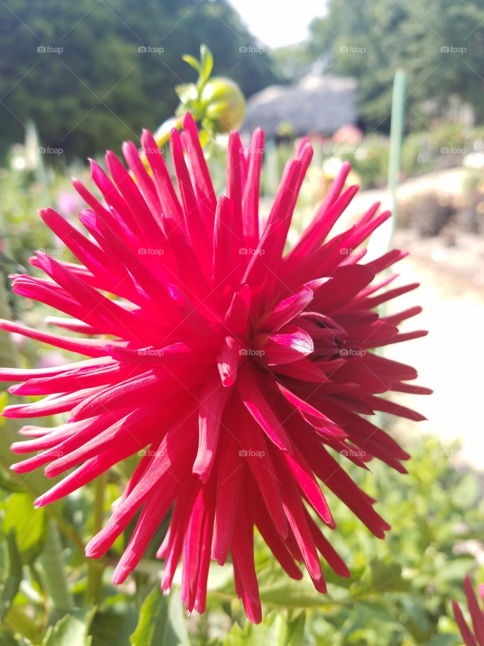 Planting Fields Arboretum State Park, Oyster Bay, NY - August 2017 - Taken on Android Phone - Galaxy S7 - Exploring the Grounds on a Lazy Sunday near the end of Summer