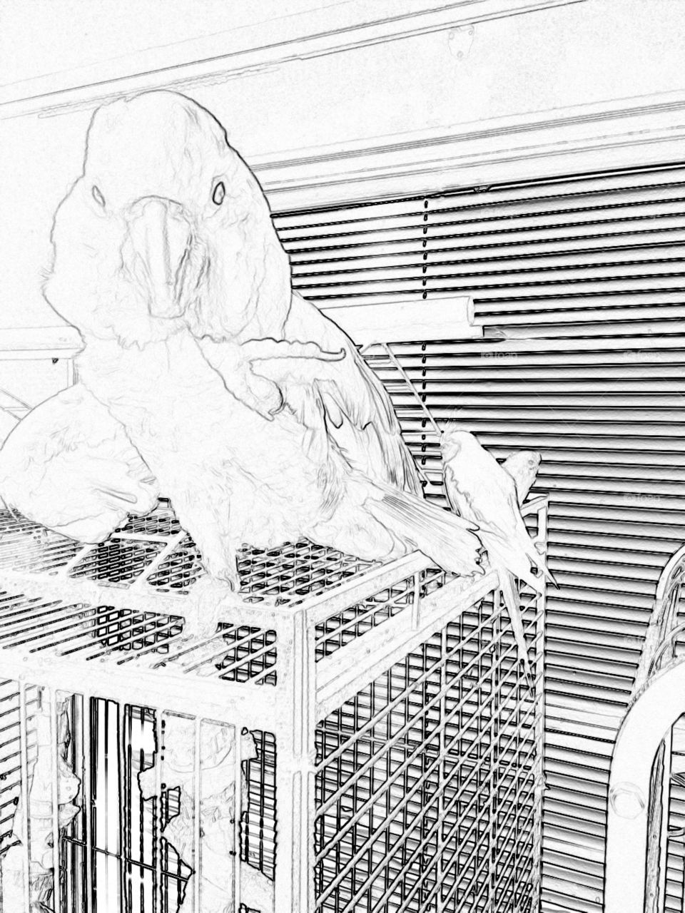 Cockatoo and his buddy the fancy parakeet 