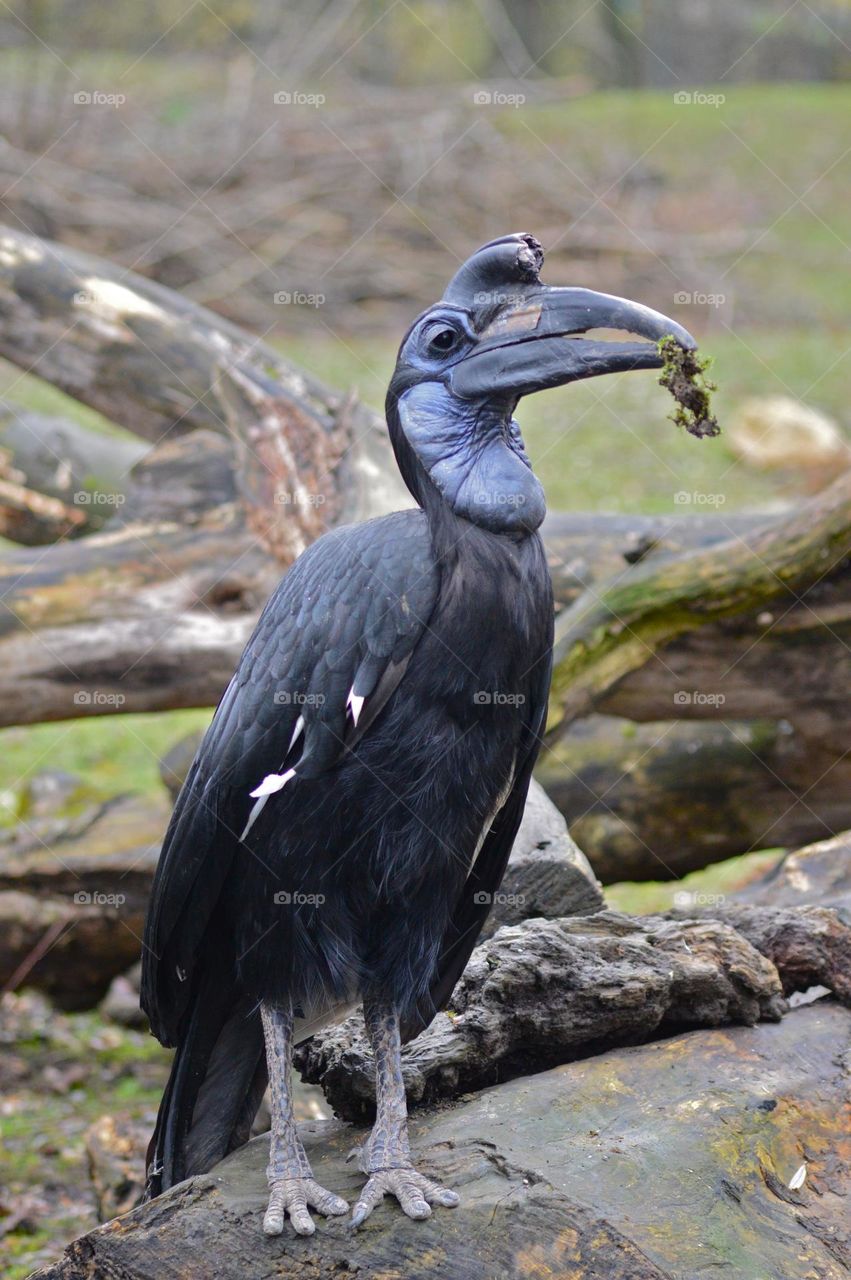 big-billed black bird