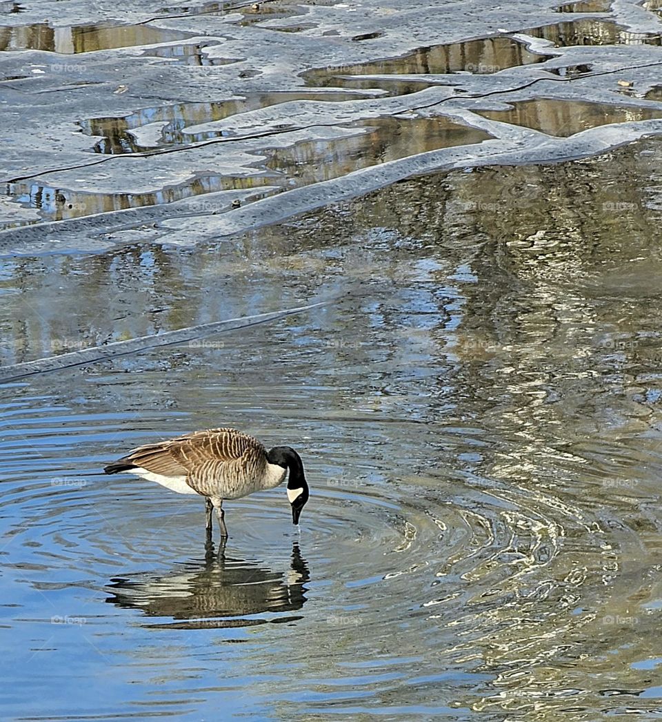 goose in Old port Montréal