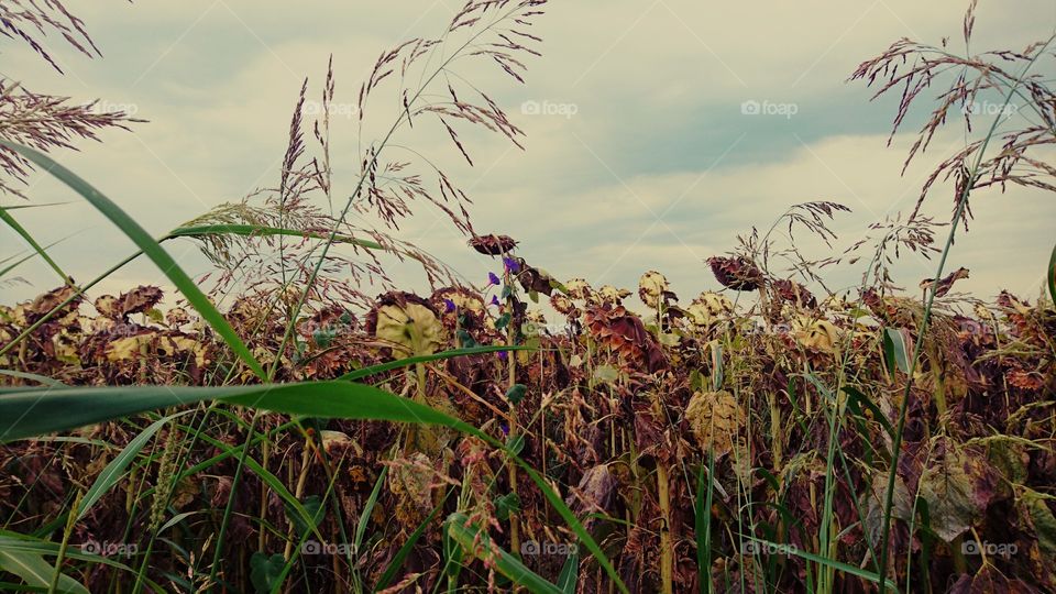 Sunflowers burn