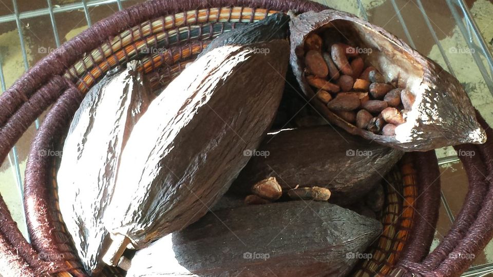Dried cocoa pods
