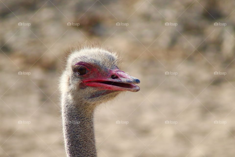 The Ostrich