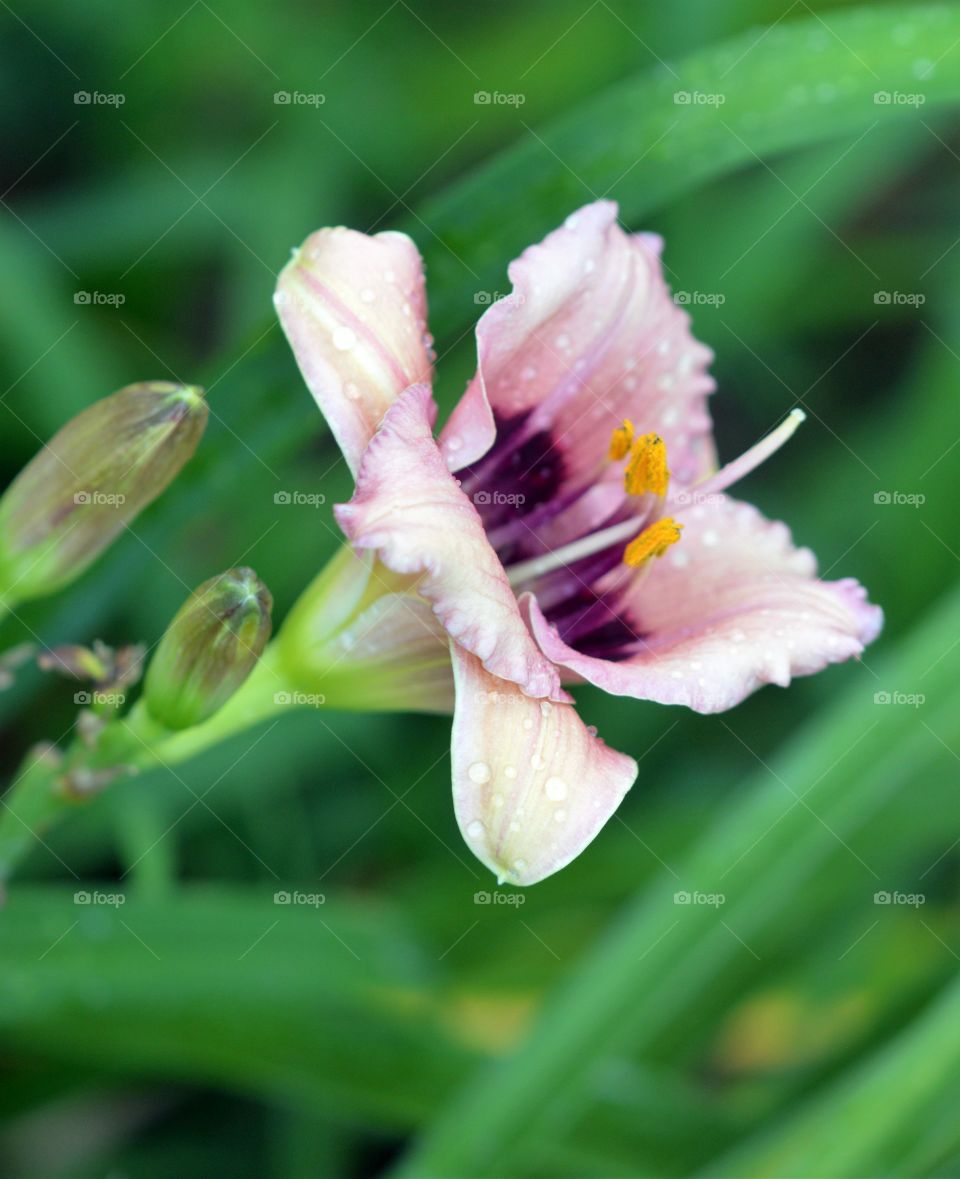 Daylily in bloom 