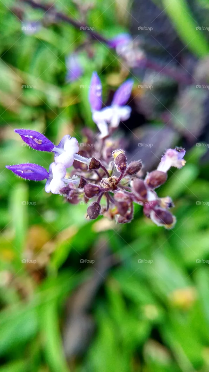 flower