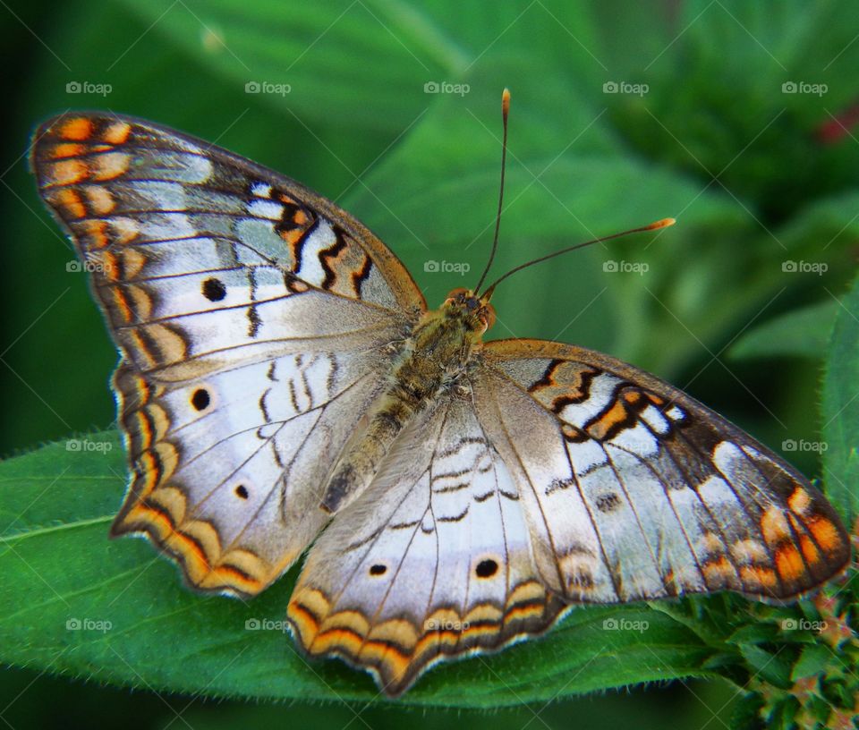 Beautiful butterfly on green leaf closeup.