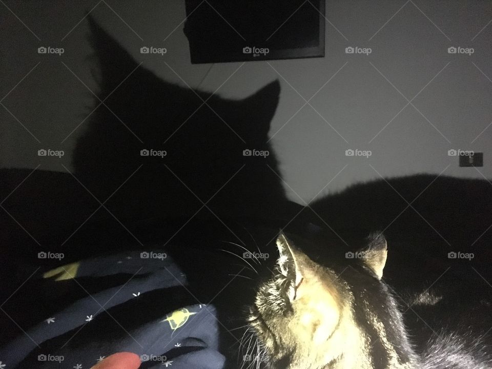 Cat shadow 