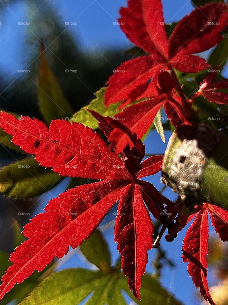 Japanese Maple Red Leaves 