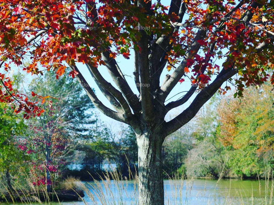 tree with pretty vivid red leaves by water