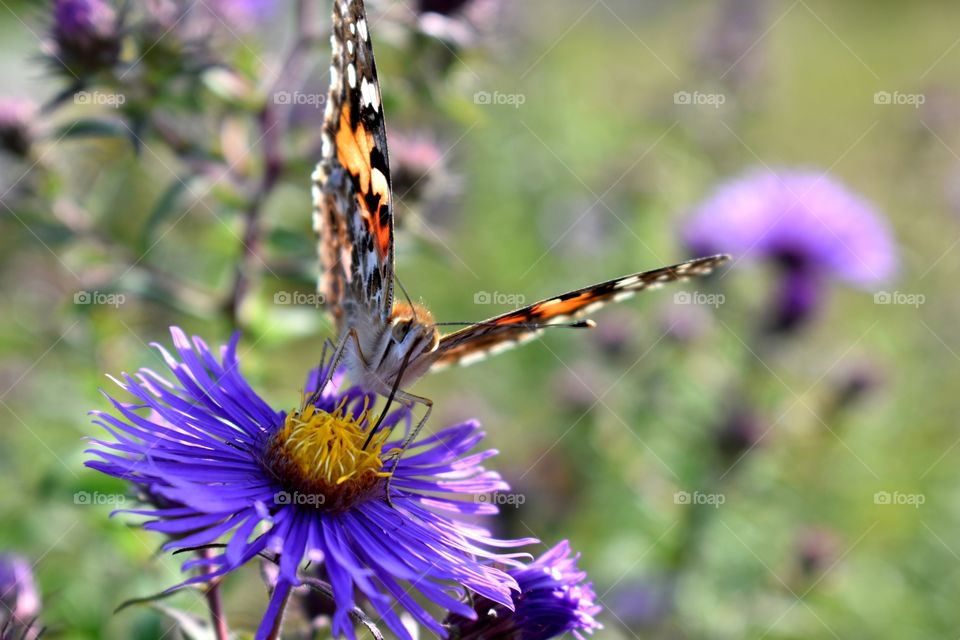Butterfly is sitting on a purple flower looking right at the camera. lots of bright colors and good quality photo