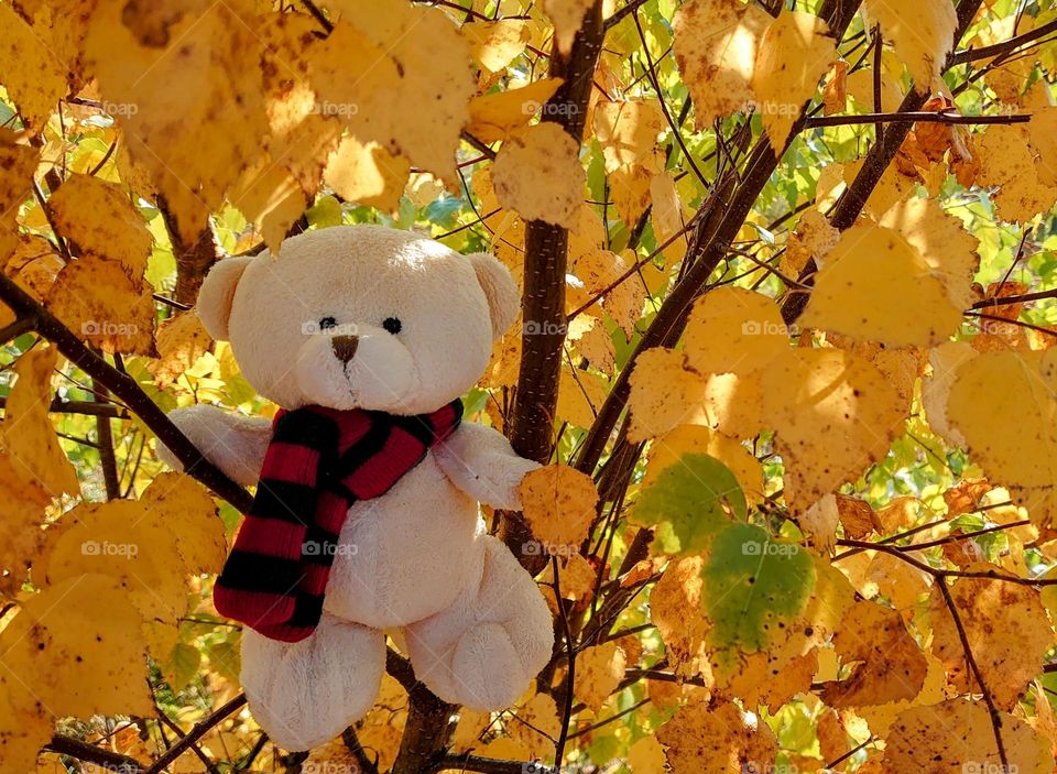 Welcome to autumn 🍁🧸🍂