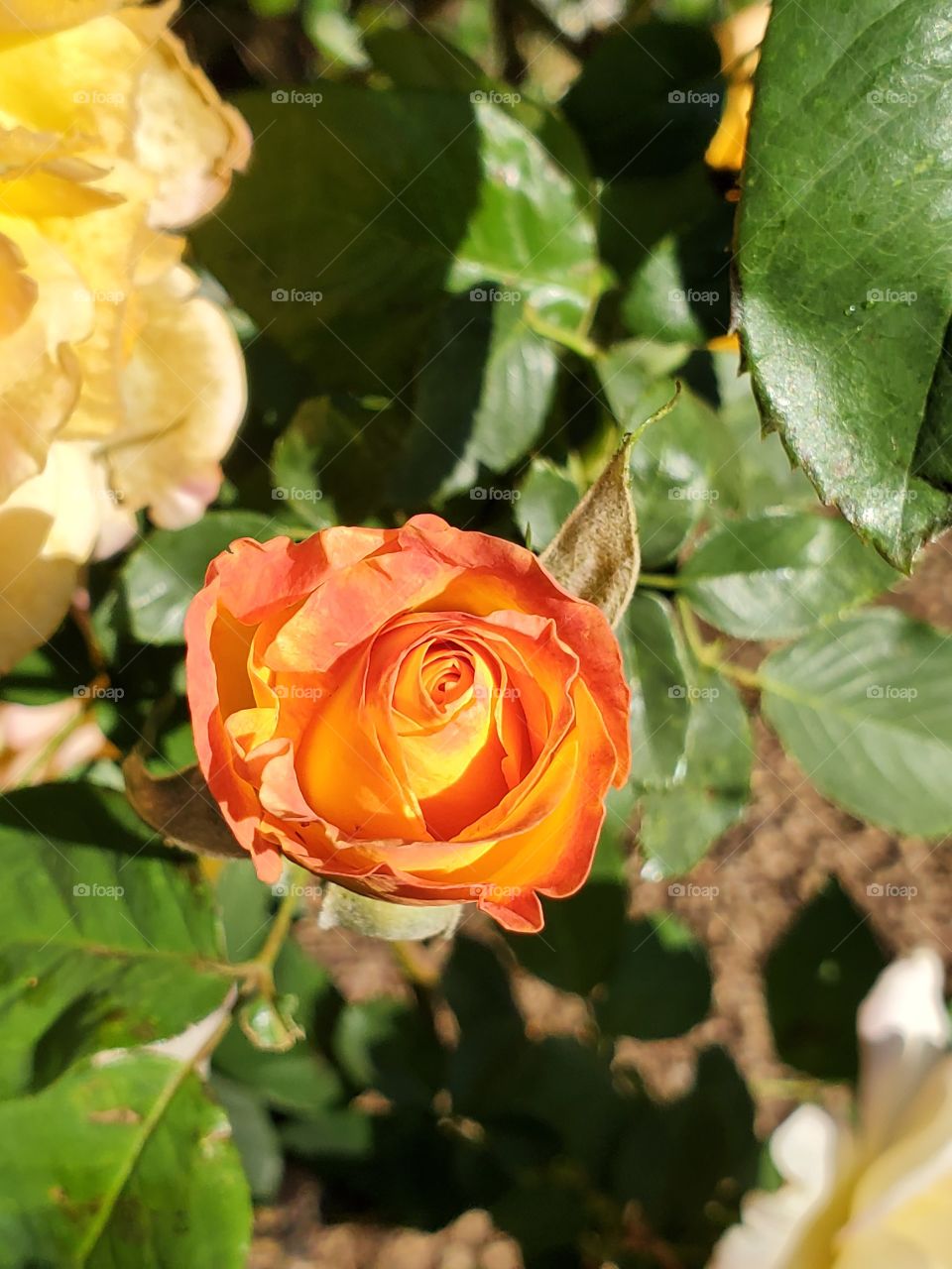 A rose imitating a beautiful sunset!