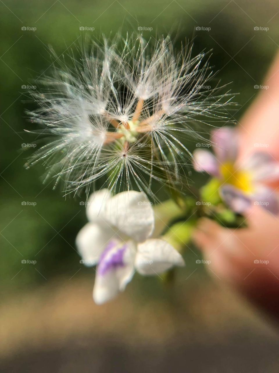 Tiny Flowers in the morning 