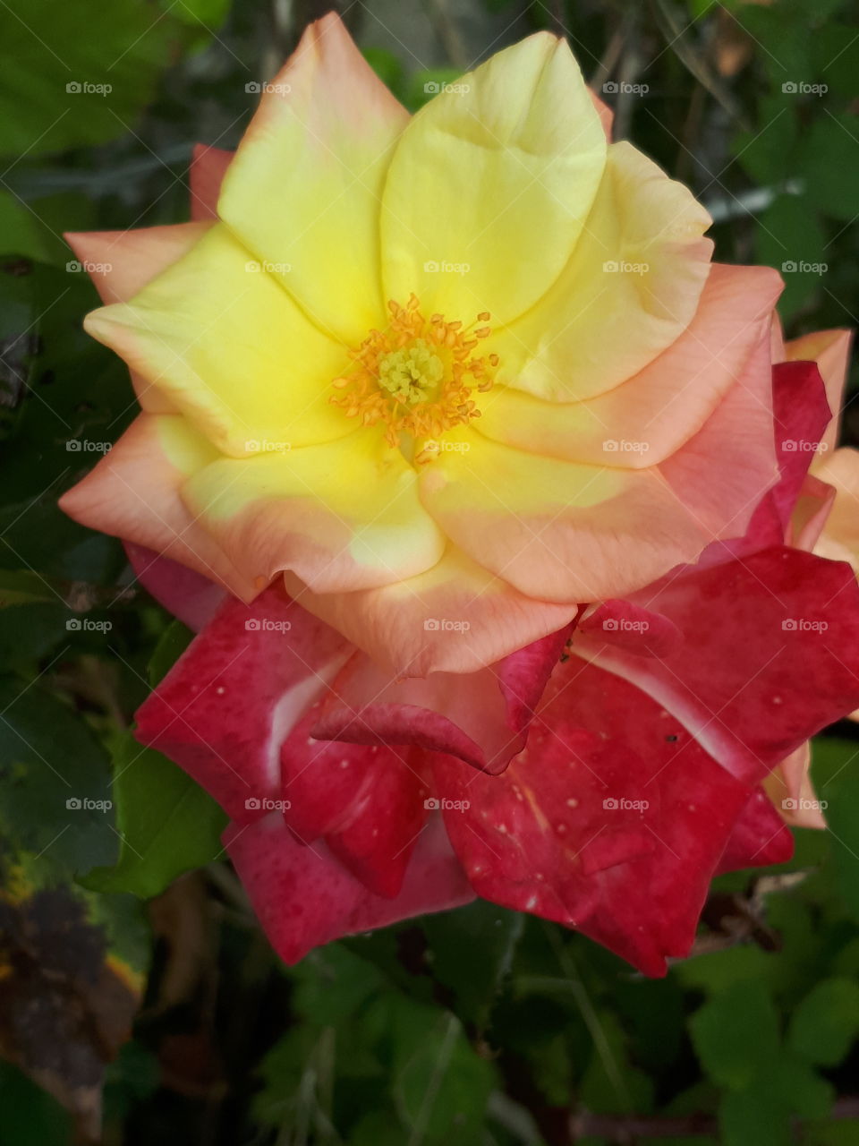 Yellow And Red Rose Flowers