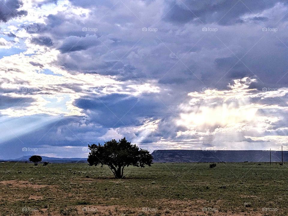 Inspirational Pinon Tree with Chaotic Sky outside Albuquerque New Mexico
