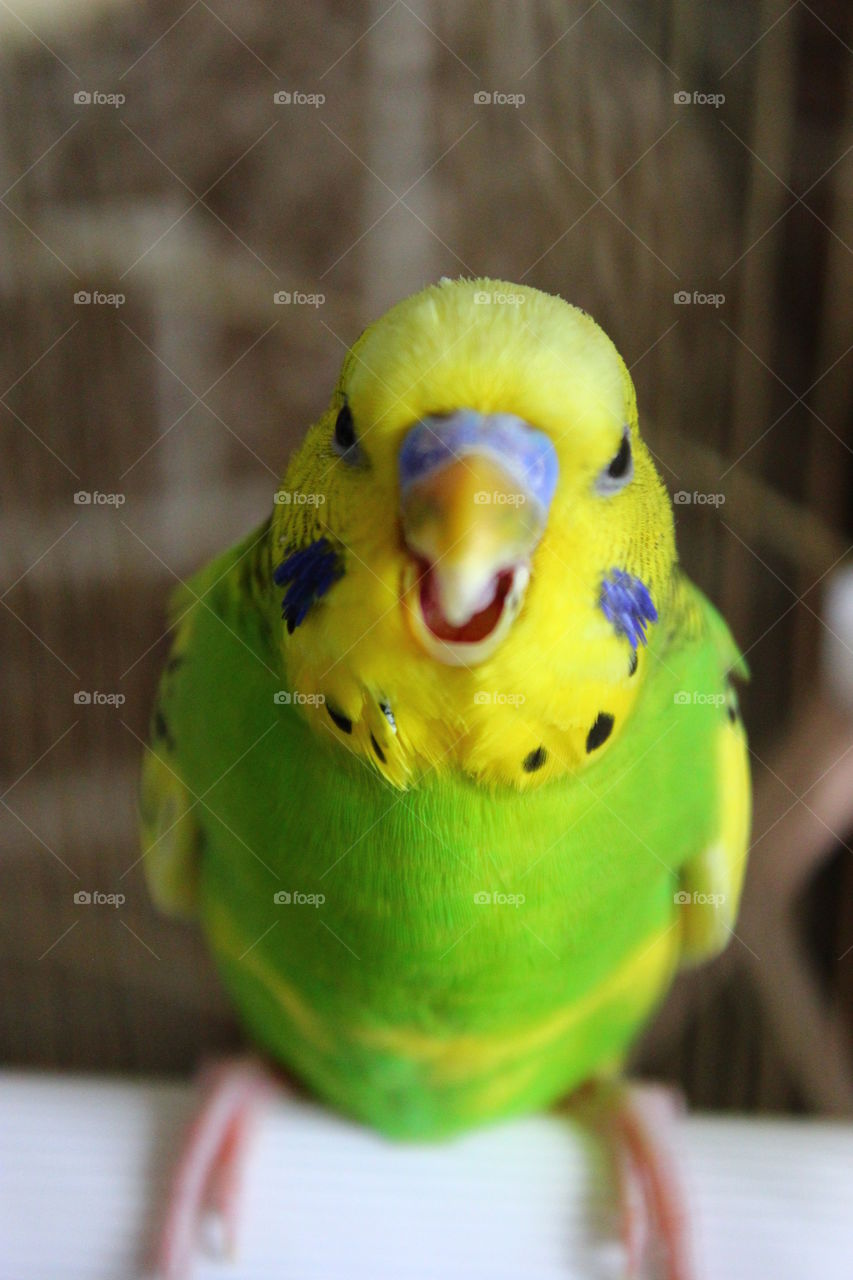 parrot portrait