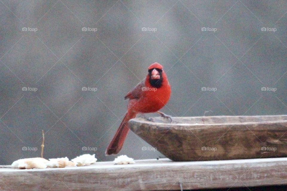 Male Cardinal