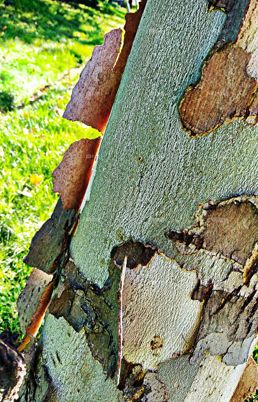 tree shedding its bark