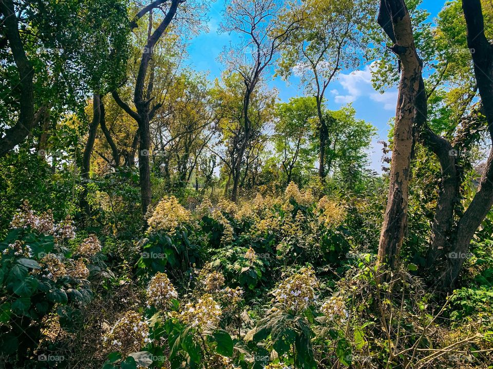 forest landscape view with dramatic sky