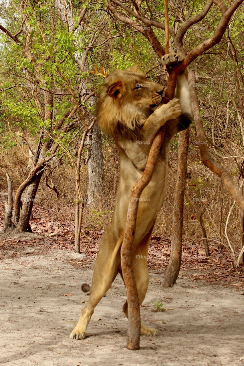 Lion hugging a tree :-)