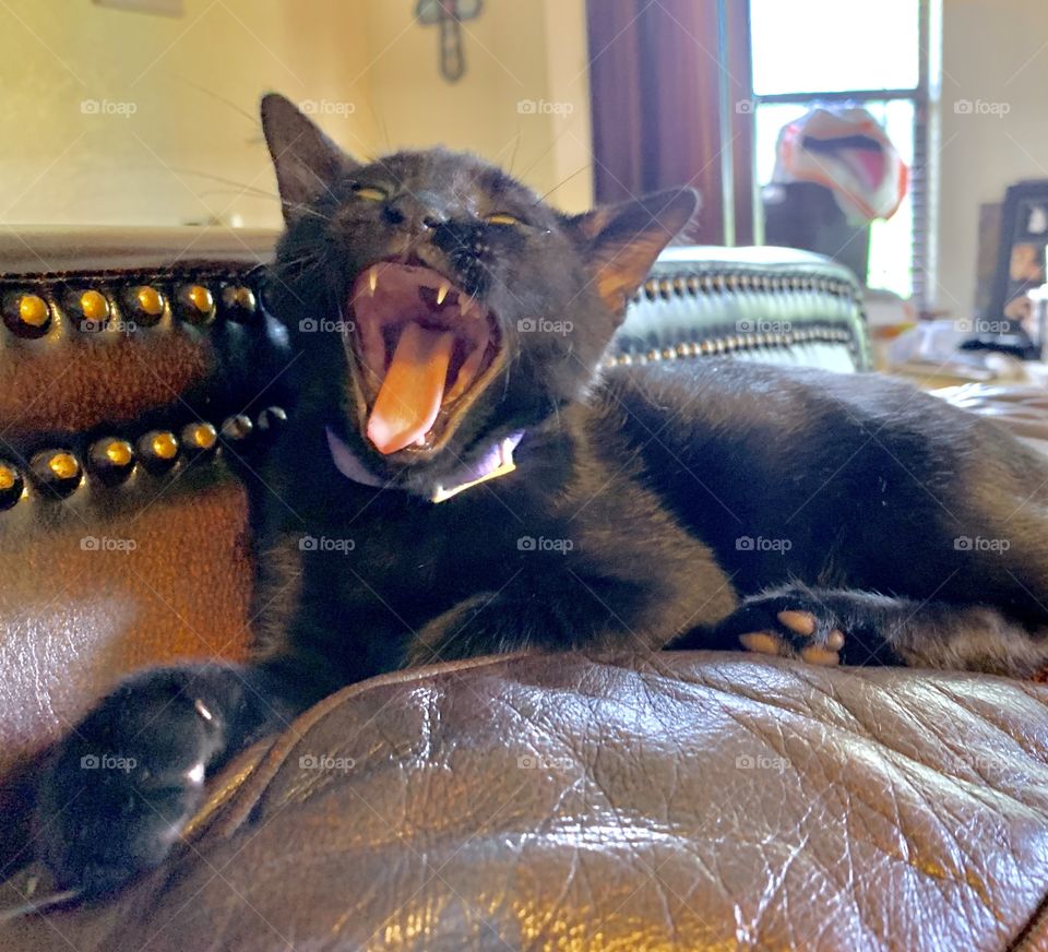 Baby cat yawning
