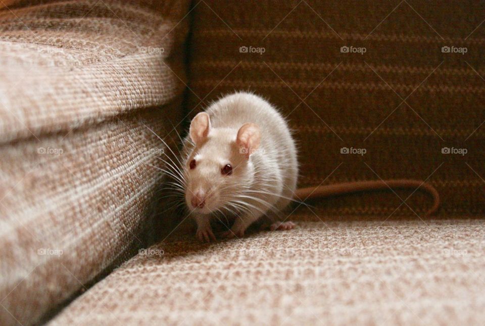 White Rat