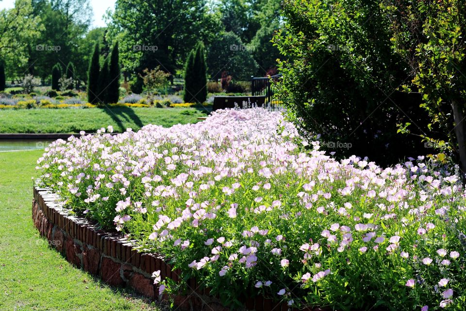 Light pink flowers 