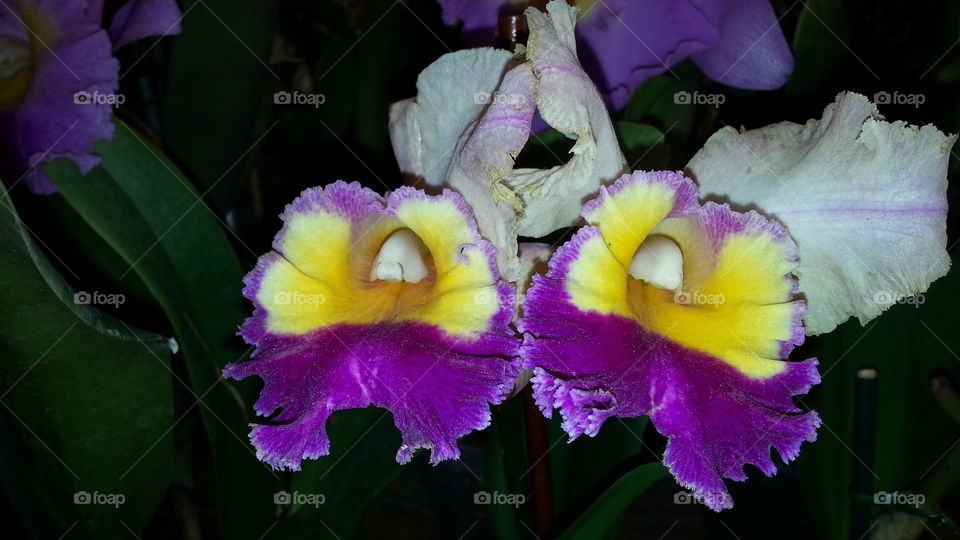 exotic tropical orchid flowers