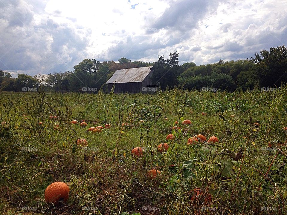Fall Pumpkin Patch. A field of pumpkins with a barn. The perfect fall pumpkin patch.  