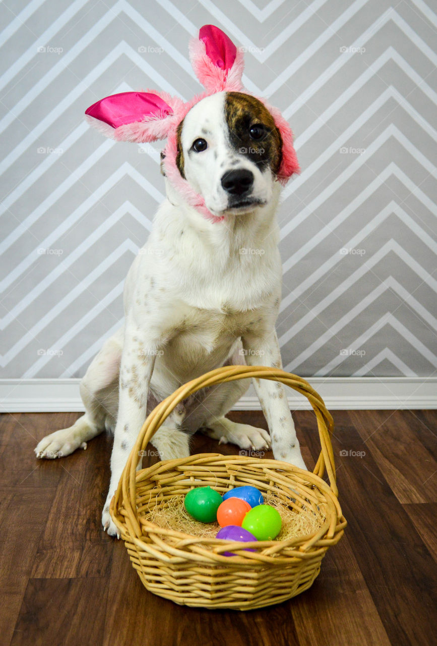 Portrait of a mixed breed puppy dog wearing bunny ears sitting next to an Easter basket