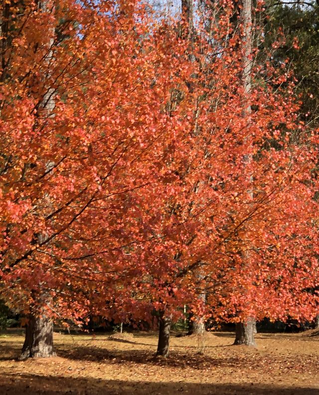 Louisiana Fall