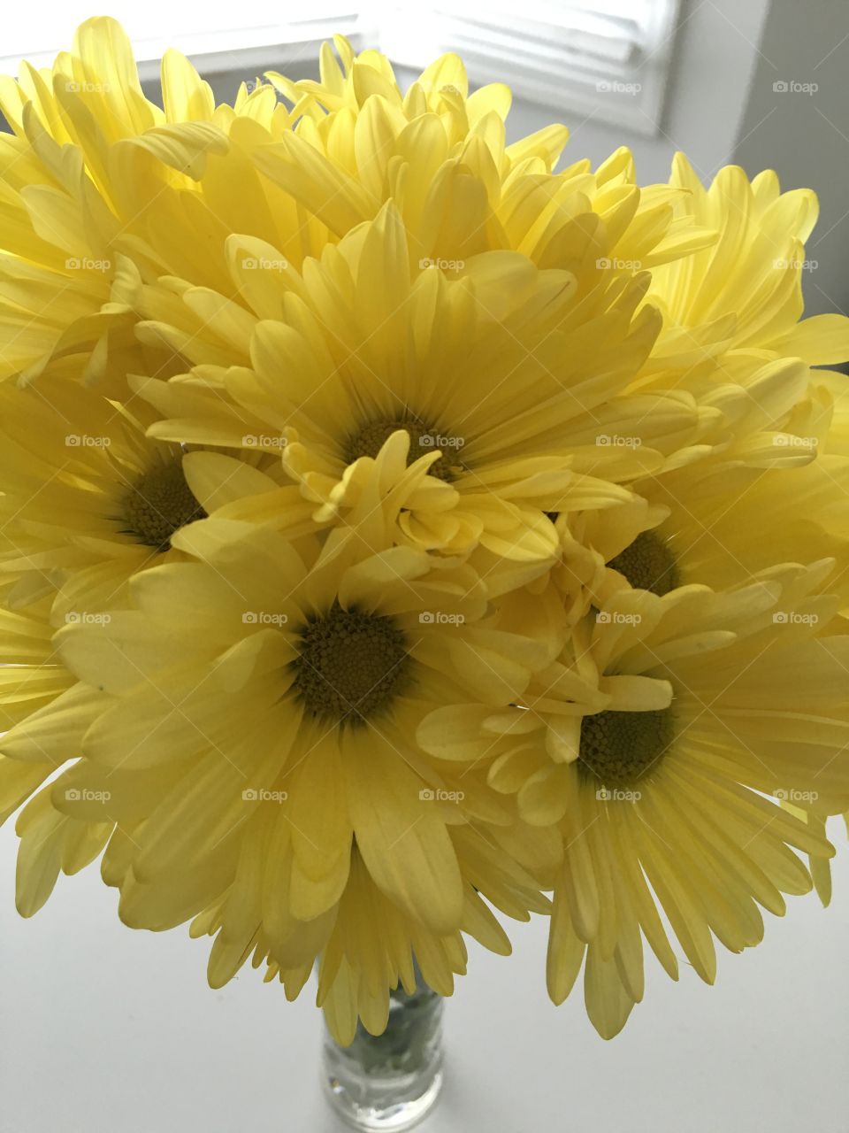 Yellow Daisies in a Vase