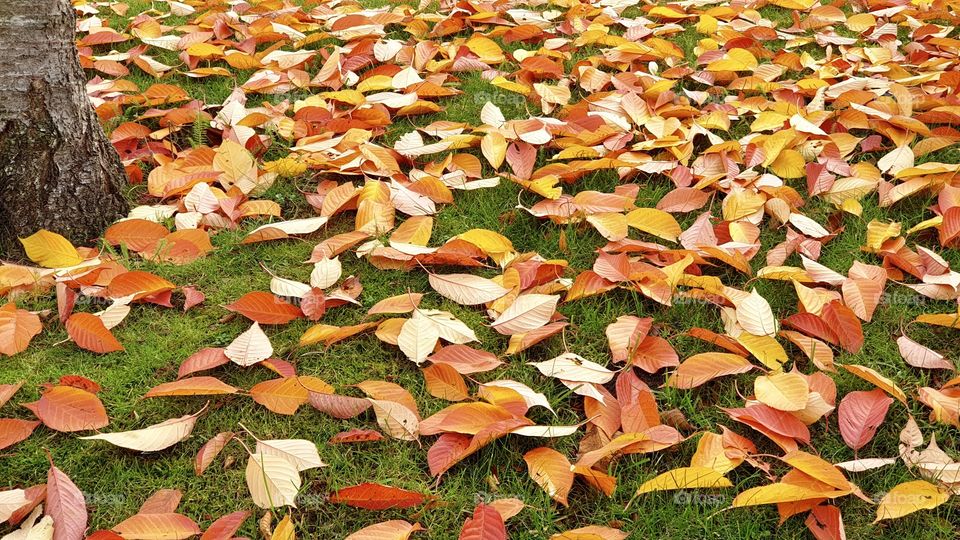 Colorful leaves on the ground , autumn fall , höstlöv på marken 