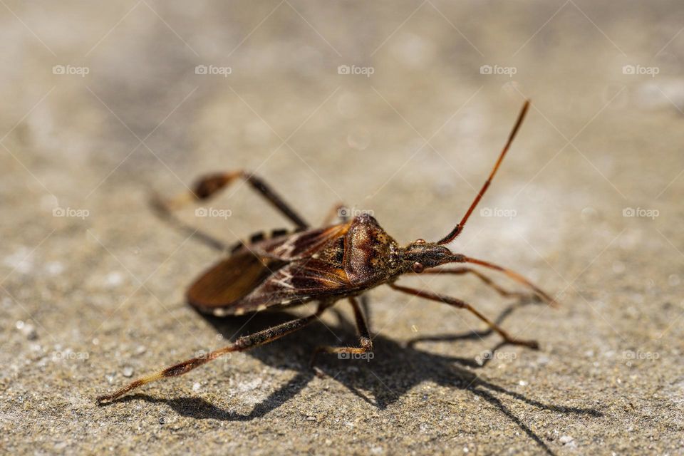 A brown bug on the ground closeup 