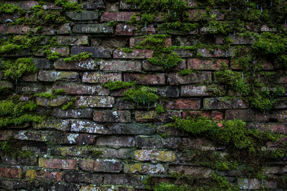 Bricks. Brick wall covered with green moss