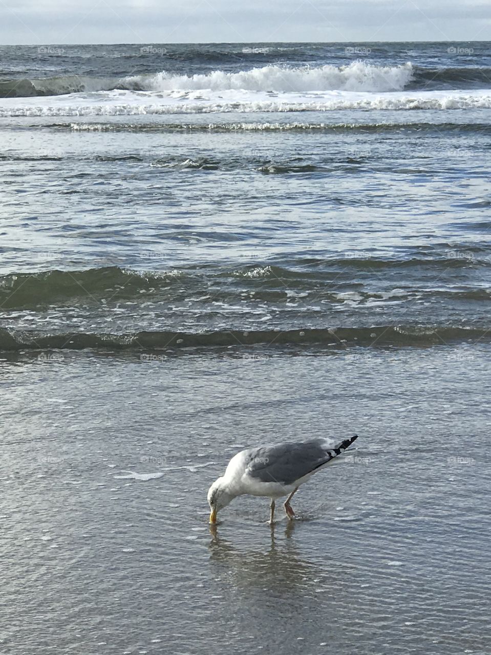 Seagull beach