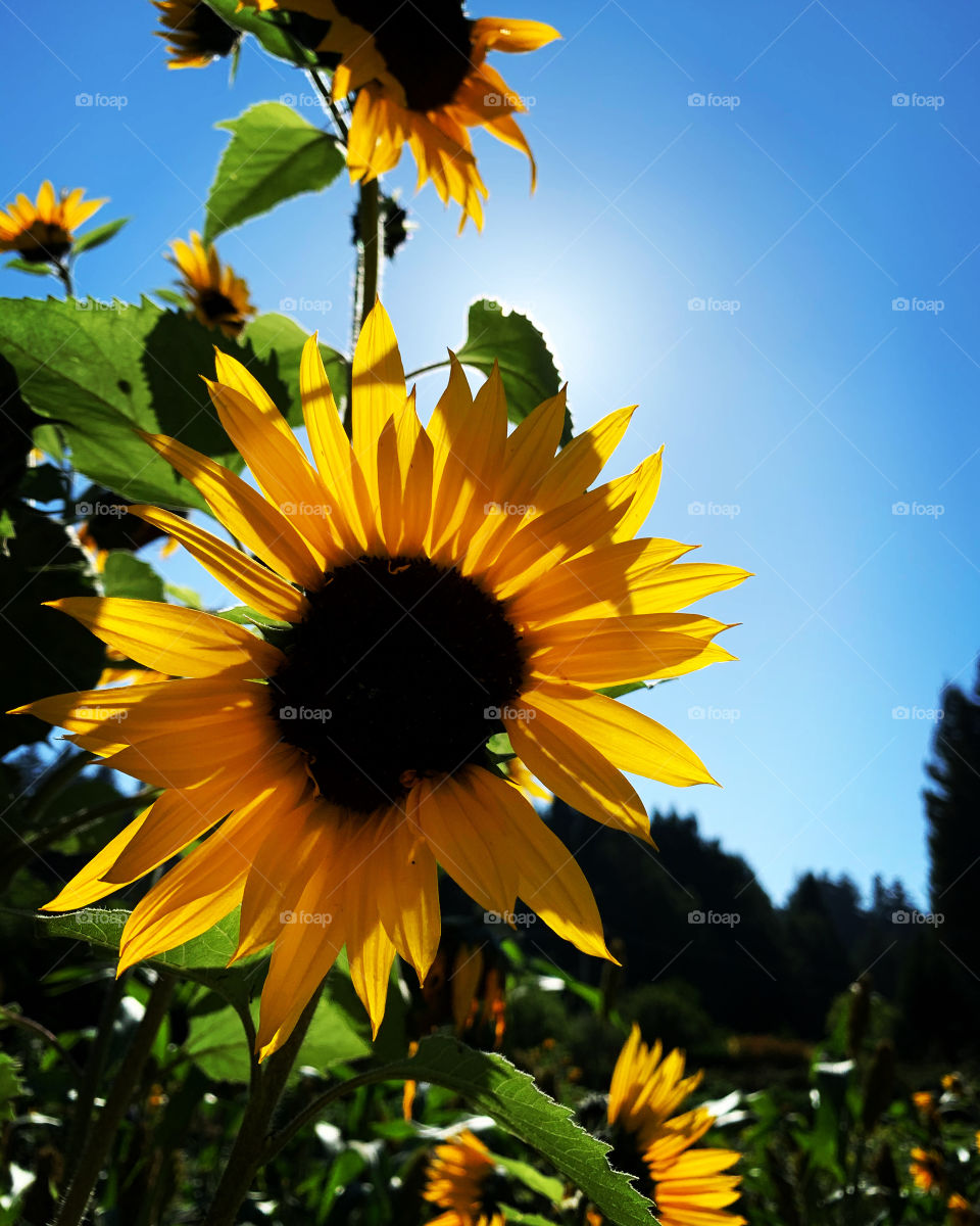 Summer sunflowers 